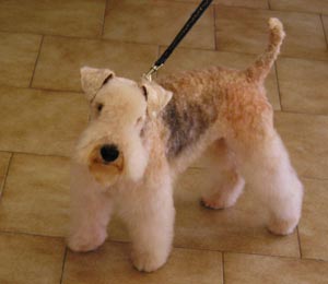LakelandTerrier